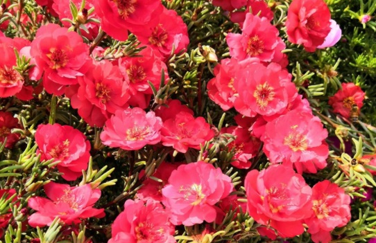 1631087026365390.jpg image.jpg