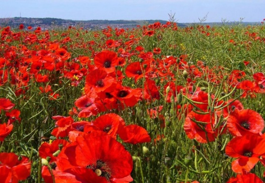 1631087563709589.jpg image.jpg