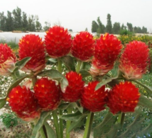 1631089068922106.jpg image.jpg