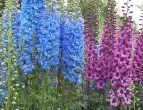 1631112735849322.jpg image.jpg