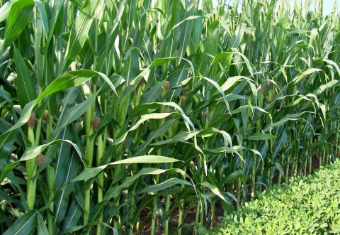 1631113396586778.jpg image.jpg