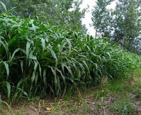 1631113448793758.jpg image.jpg