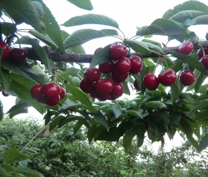 1631114780252256.jpg 1631114780252256.jpg