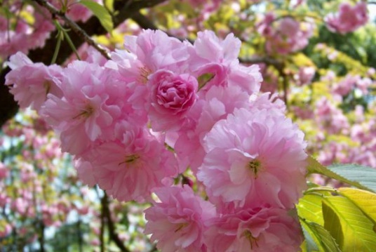 1631158788574903.jpg image.jpg