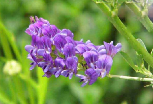 1631160392869215.jpg image.jpg