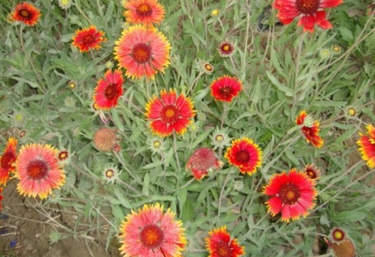 1631161570808123.jpg image.jpg