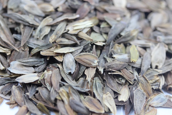 百日草種子 百日草種子