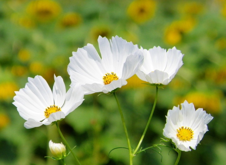 1631176305873214.jpg 1631176305873214.jpg