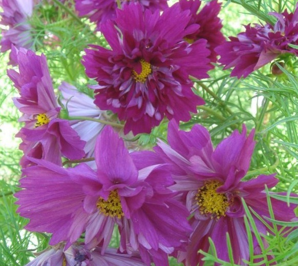 1631180262542413.jpg image.jpg