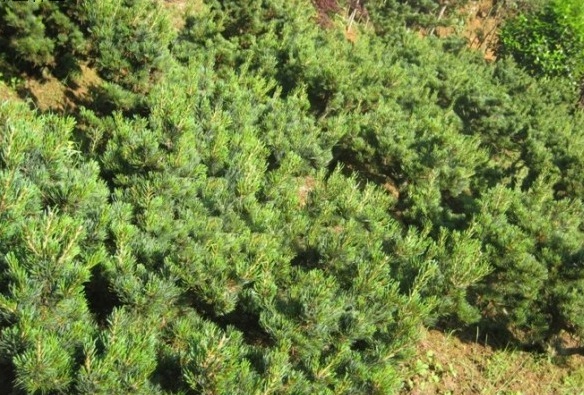 1631180963845365.jpg image.jpg