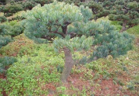 1631180974545848.jpg image.jpg