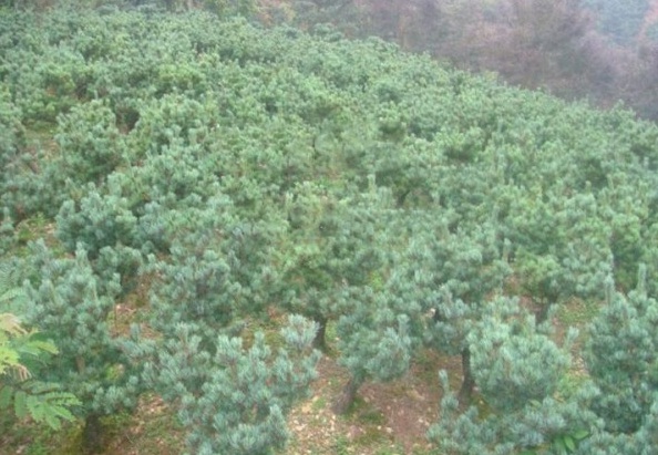 1631180986935911.jpg image.jpg