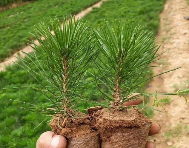 1631185960431791.jpg 1631185960431791.jpg