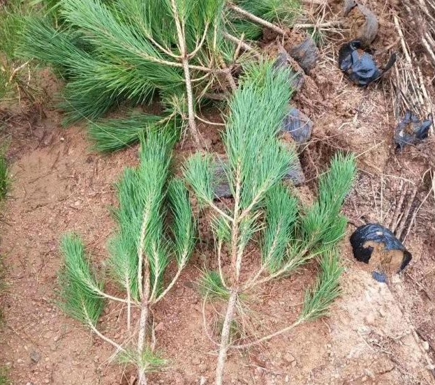 1631185972334568.jpg image.jpg