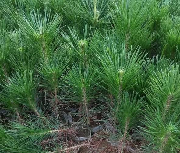 1631185985762647.jpg 1631185985762647.jpg