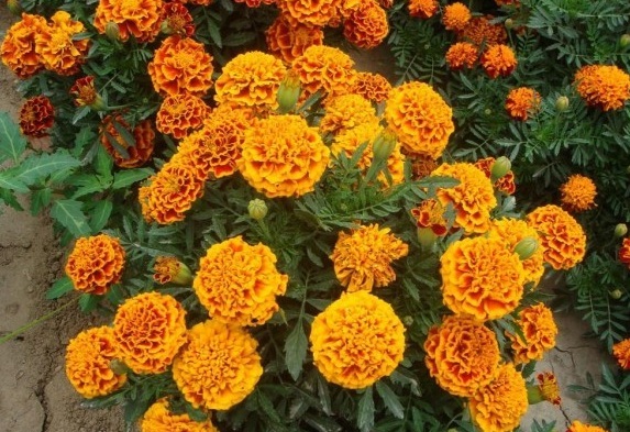 1631187394801293.jpg image.jpg