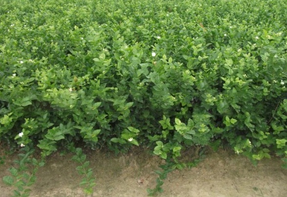 1631188565465682.jpg image.jpg