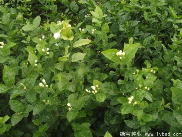 1631188576347352.jpg image.jpg