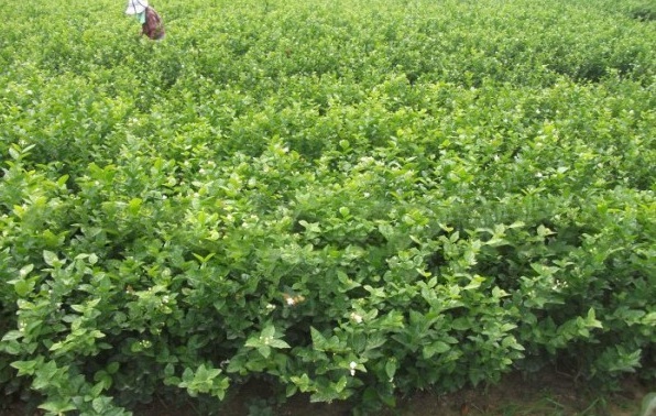 1631188598424096.jpg image.jpg