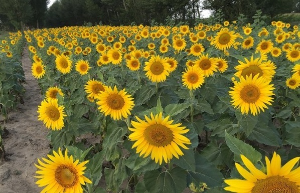 1631190993277251.jpg image.jpg