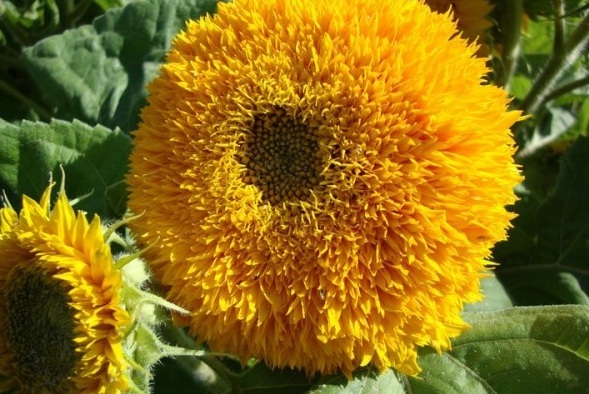 1631191016429159.jpg image.jpg