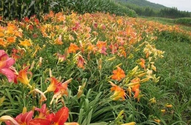 1631191503959721.jpg image.jpg