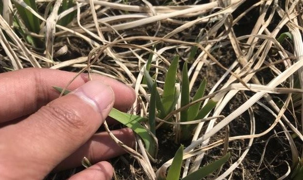 1631191515616378.jpg image.jpg