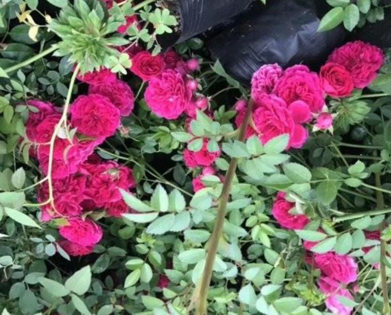 1631200936137641.jpg 1631200936137641.jpg