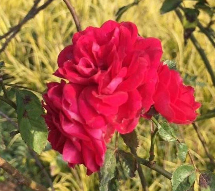 1631200936346906.jpg 1631200936346906.jpg