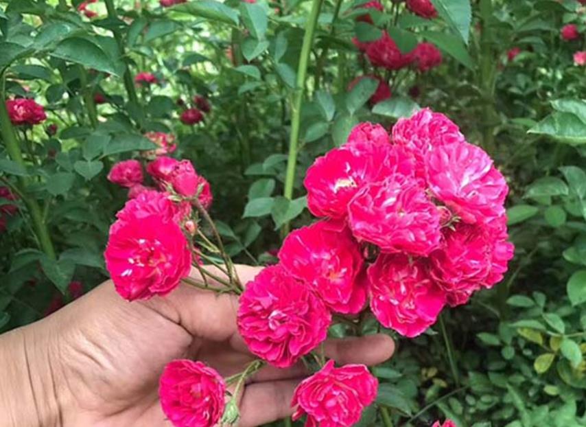 1631200936863964.jpg 1631200936863964.jpg