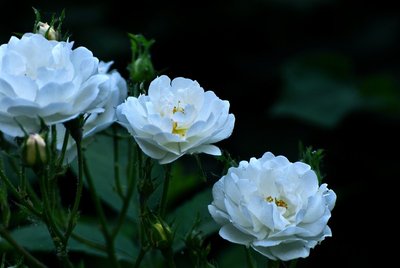 1631273180639882.jpg 1631273180639882.jpg