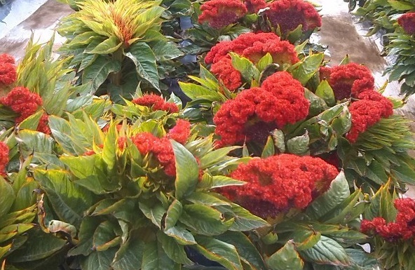 1631323995540873.jpg 1631323995540873.jpg