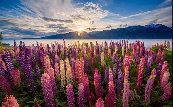 魯冰花的種植方法,魯冰花的實(shí)用價(jià)值 魯冰花的種植方法,魯冰花的實(shí)用價(jià)值