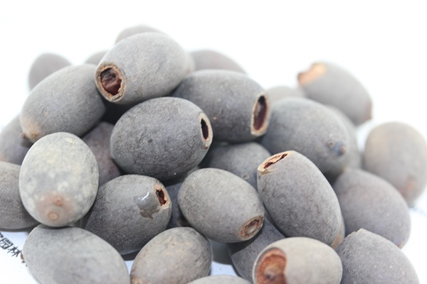 荷花種子 荷花種子