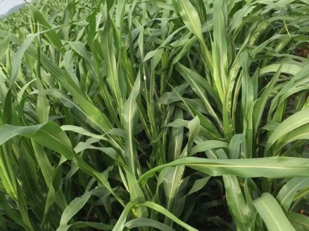 1631423325158882.jpg 1631423325158882.jpg