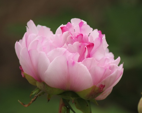 1631437695995034.jpg 1631437695995034.jpg