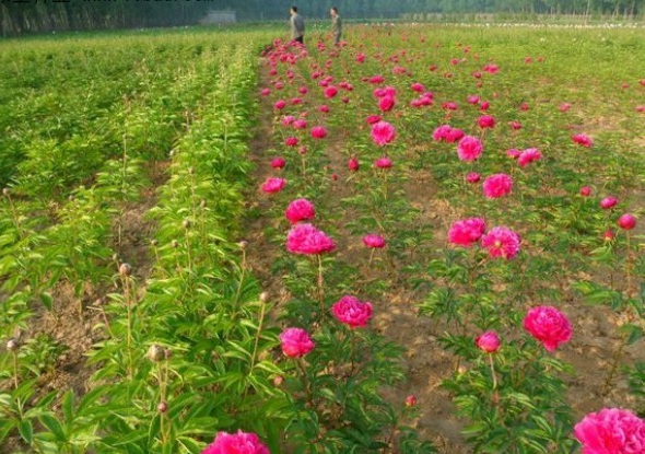 1631438558337322.jpg image.jpg