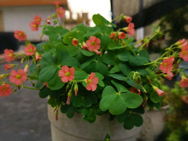 ??????é?￠?μ?è??