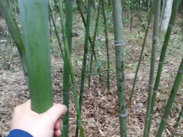 1631439392573453.jpg image.jpg