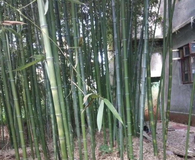 1631439403131309.jpg image.jpg