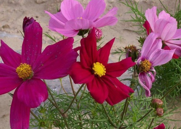 1631448897344665.jpg 1631448897344665.jpg