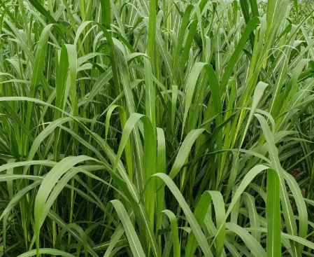 1631453537393365.jpg 1631453537393365.jpg