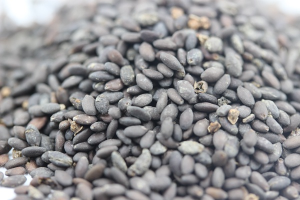 芳香鼠尾草種子 芳香鼠尾草種子