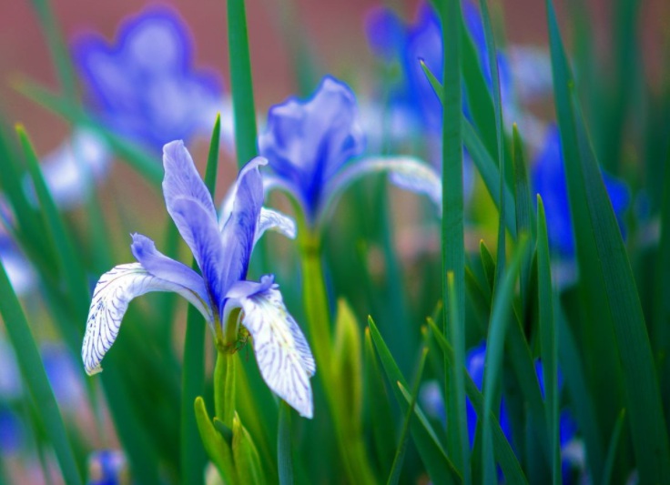 1631458228940925.jpg 馬蘭2.jpg