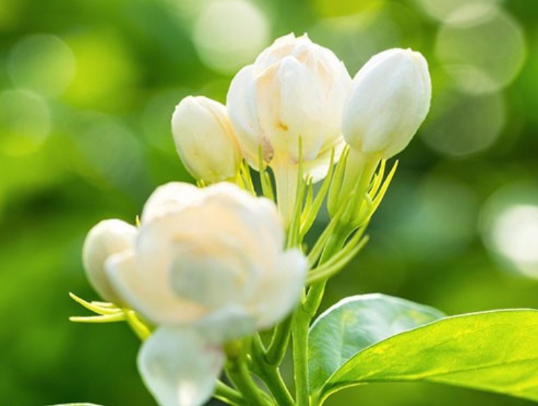 1631458728488690.jpg 茉莉2.jpg