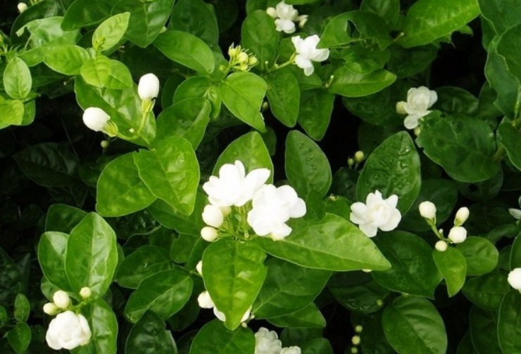 1631458746946407.jpg 茉莉3.jpg