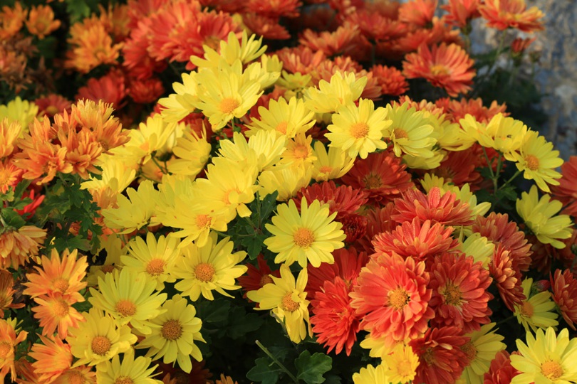 1631514350566051.jpg 1631514350566051.jpg