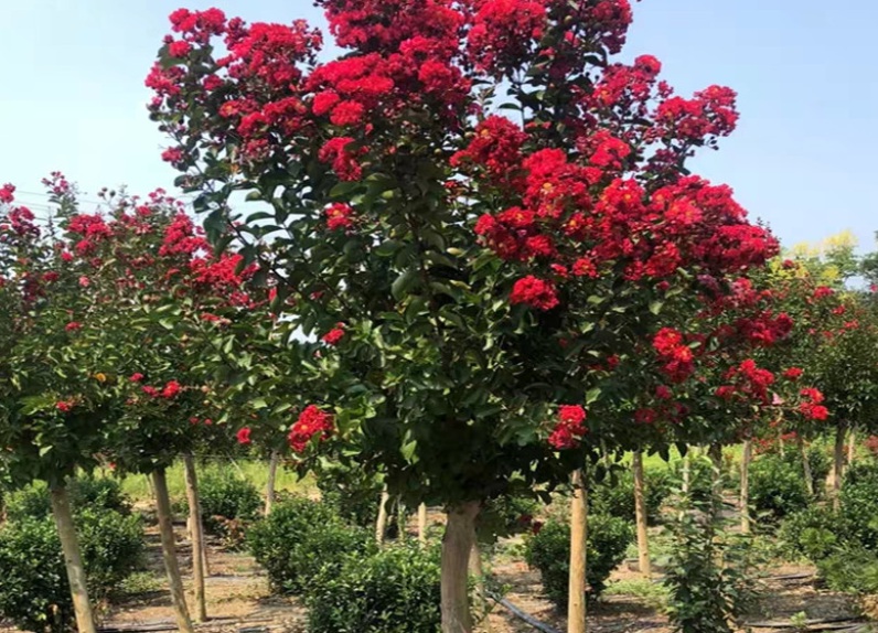 1631514682355363.jpg 紫薇33333333333333.jpg