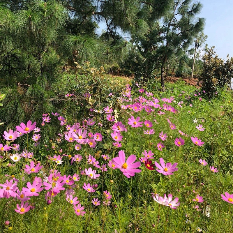 1631585441719262.jpg 1631585441719262.jpg