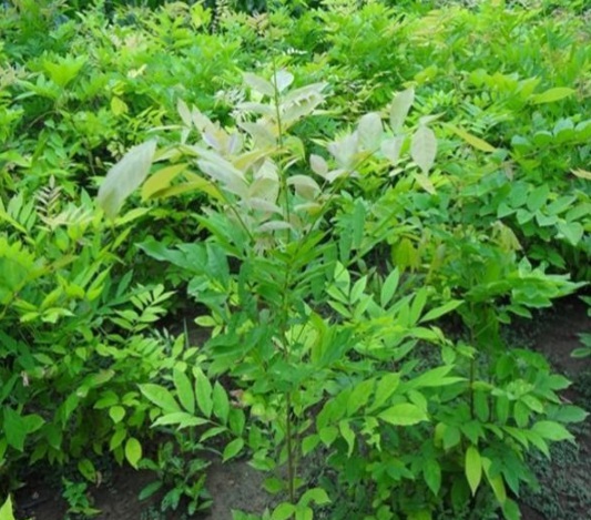 1631607011929173.jpg image.jpg